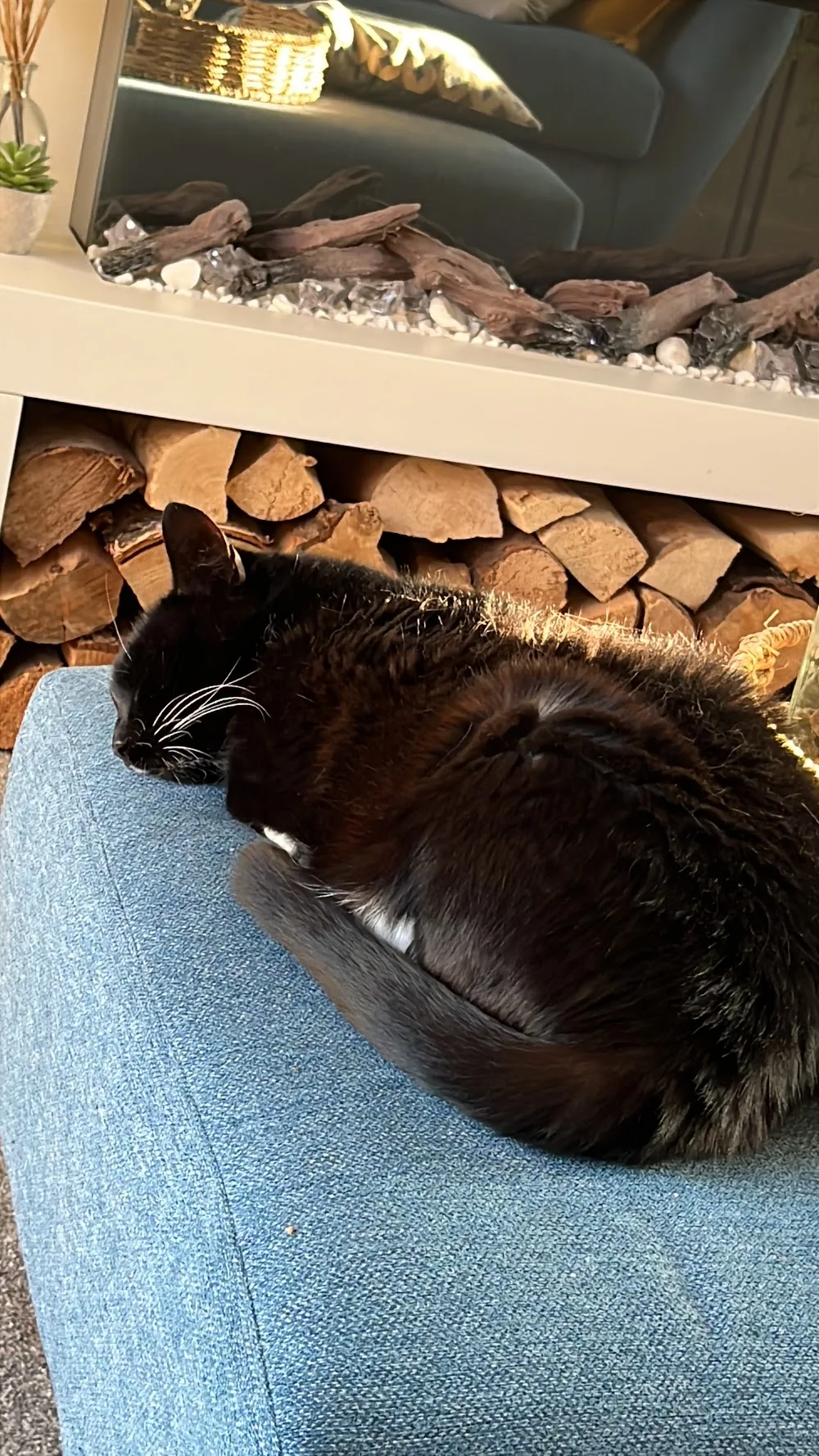 Highfield Cat Hotel - Leicestershire pet otel