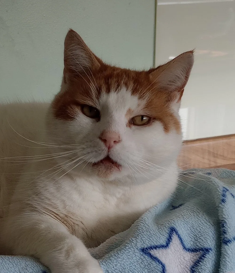 Highfield Cat Hotel - Leicestershire pet otel görseli 3