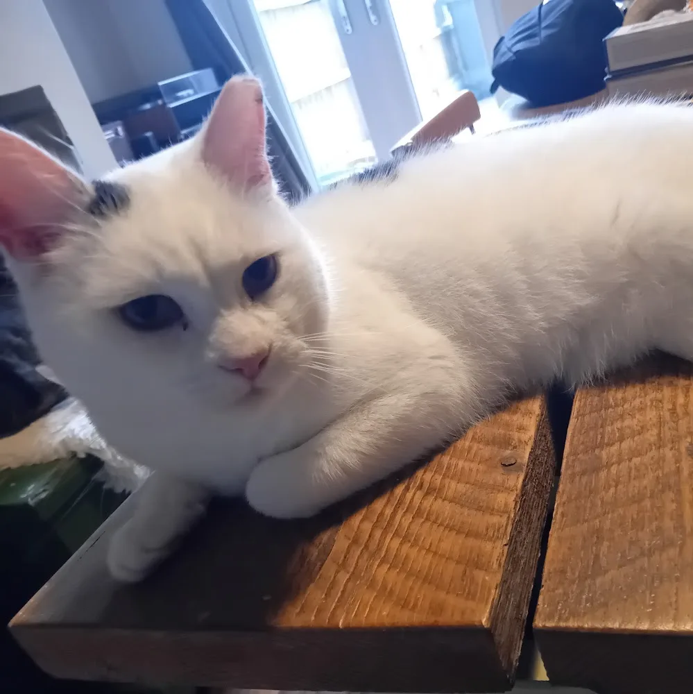 Highfield Cat Hotel - Leicestershire pet otel görseli 4