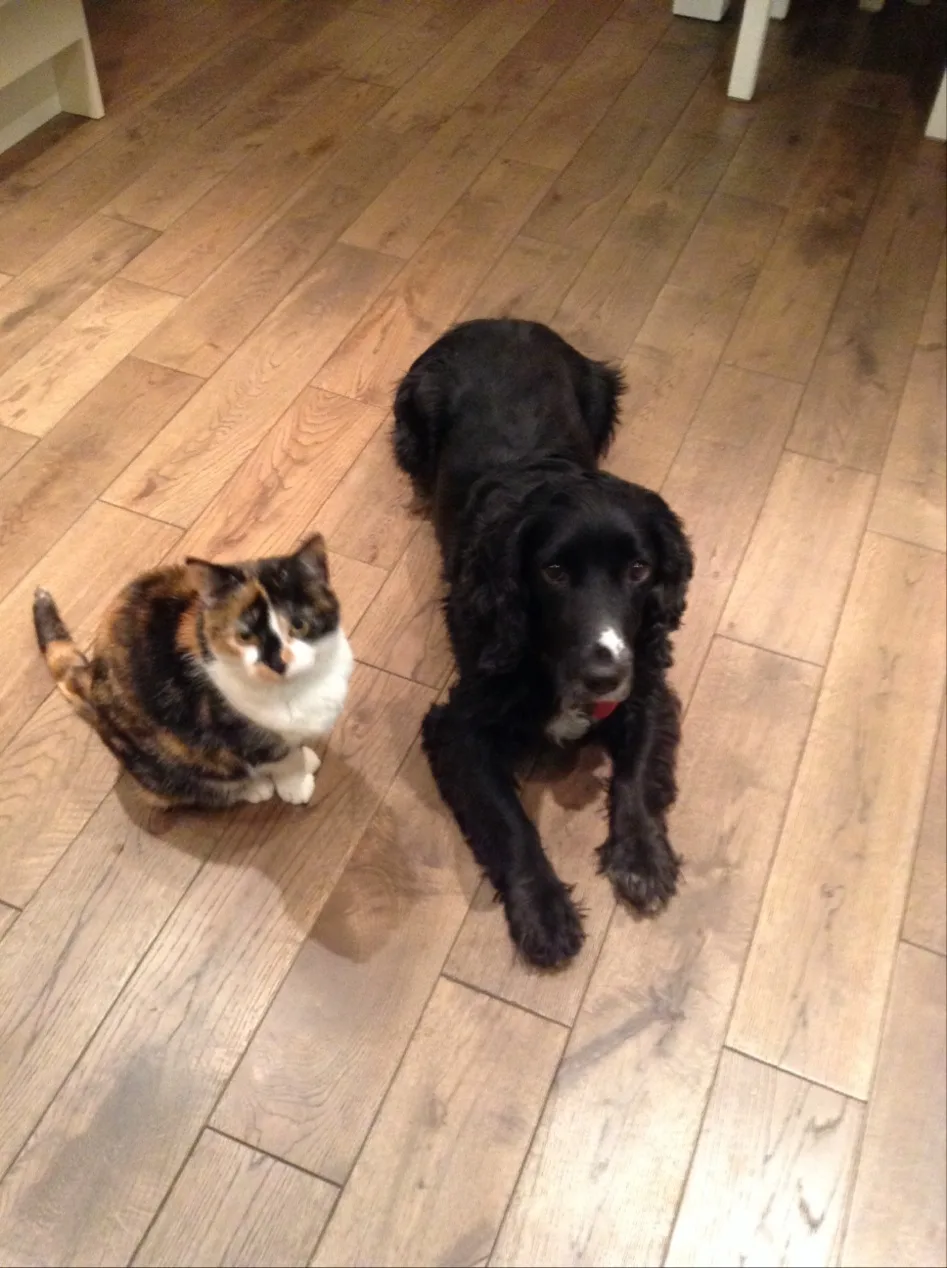 Lodge Kennels - Leicestershire pet otel
