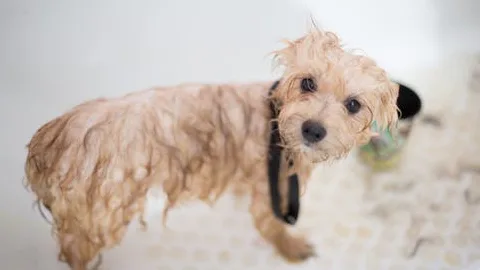 Paws Boarding Kennels - Leicestershire pet otel