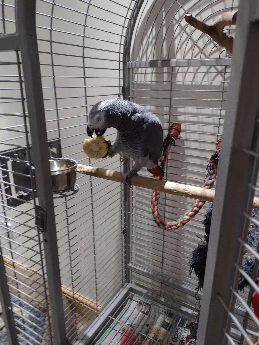 Perches bird and pet hotel. Underfloor heating & air-conditioning - Leicestershire pet otel görseli 3