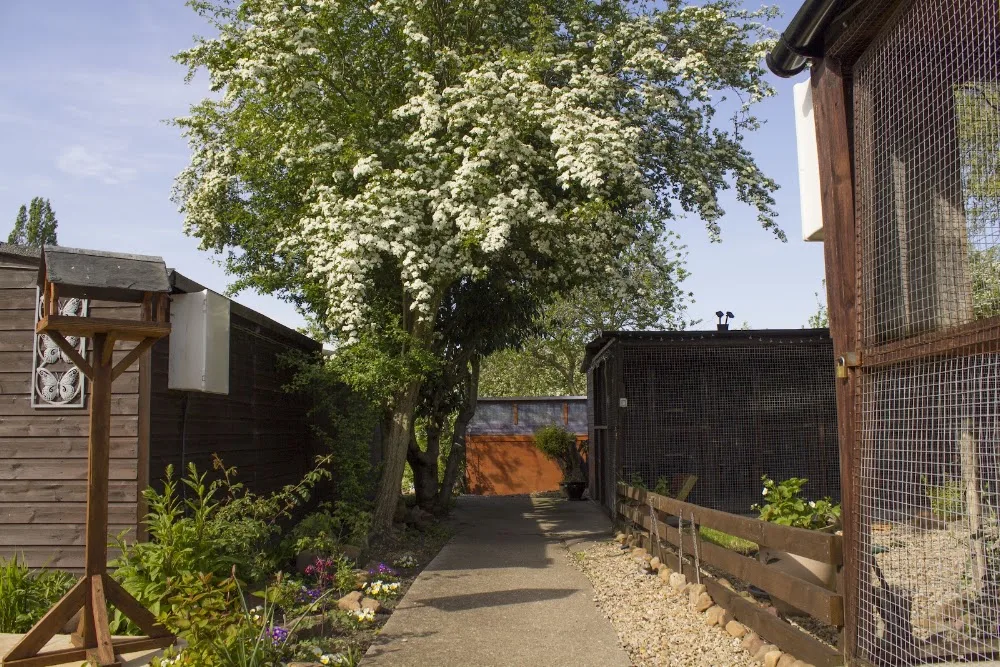 Queniborough Cattery - Leicestershire pet otel görseli 3