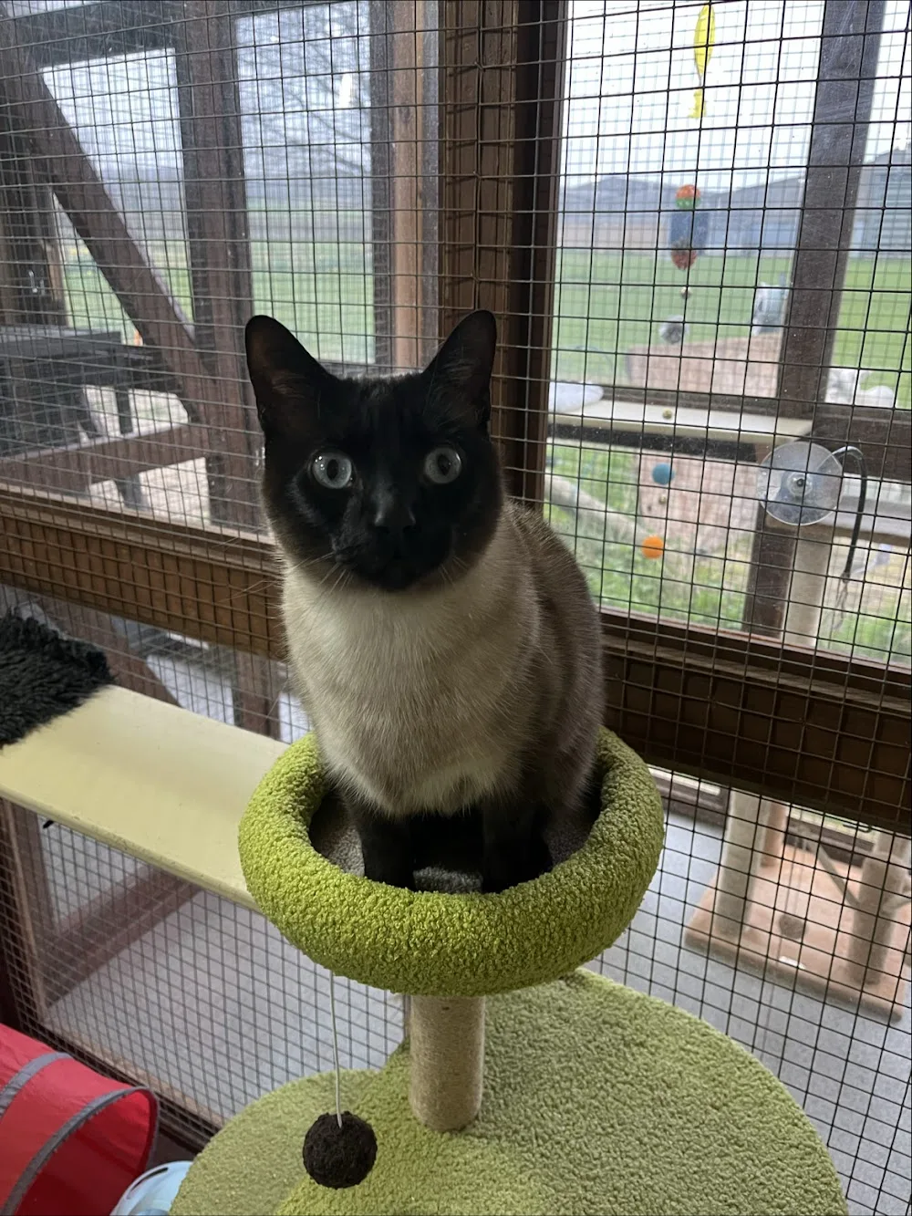 Stonton Cattery - Leicestershire pet otel