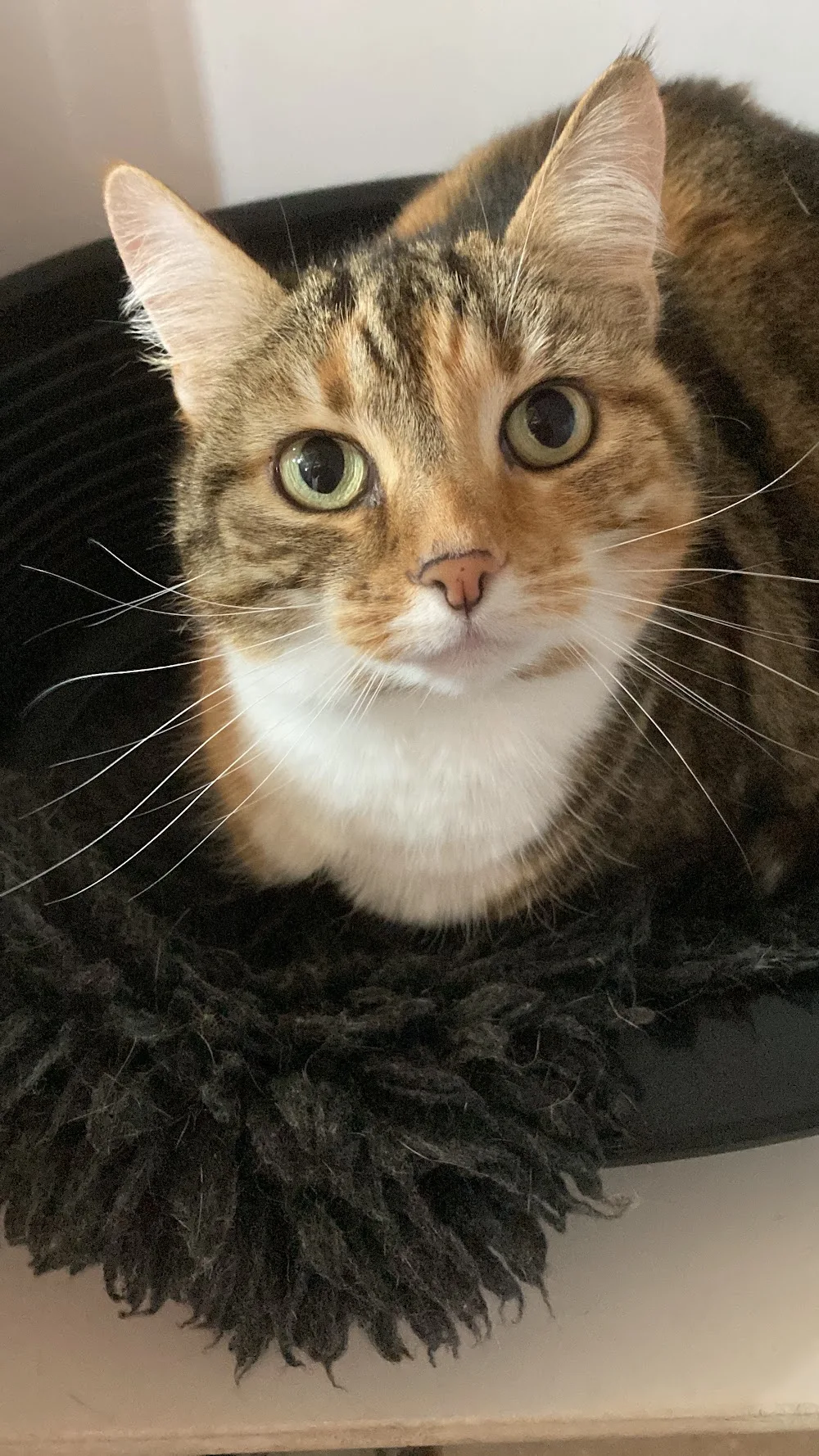 Stonton Cattery - Leicestershire pet otel görseli 3