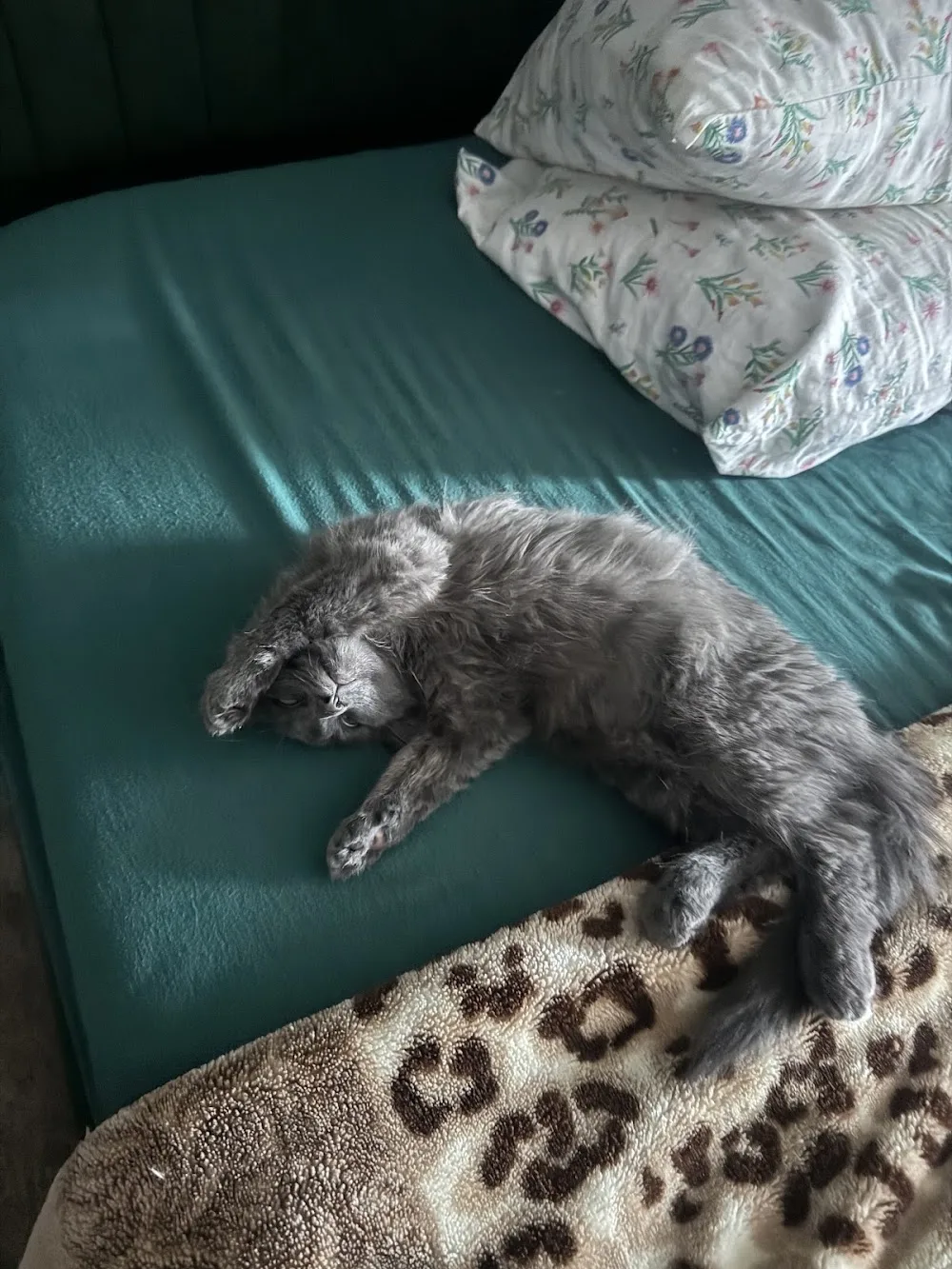The Cat Co Home Service - Leicestershire pet otel