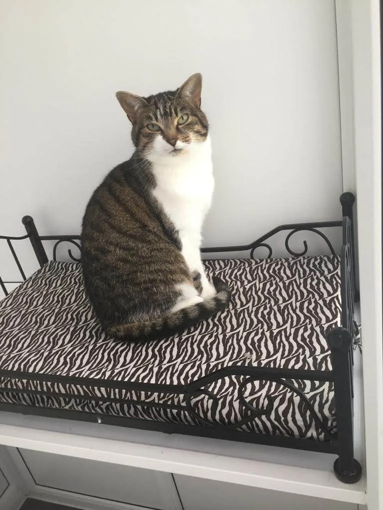 The Cat Hotel Kibworth - Leicestershire pet otel