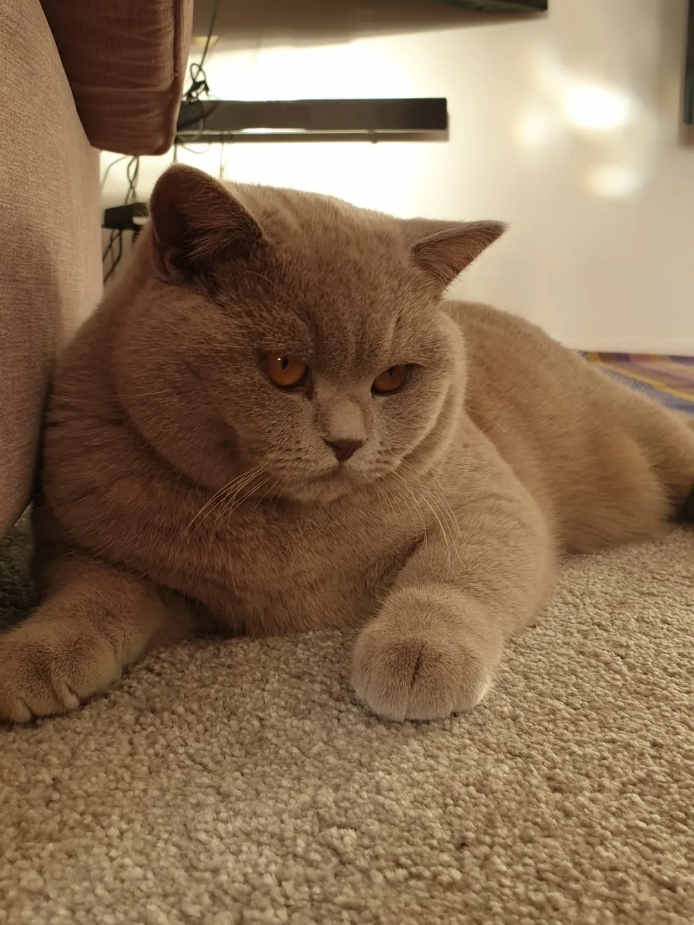The Cat Hotel Kibworth - Leicestershire pet otel görseli 3