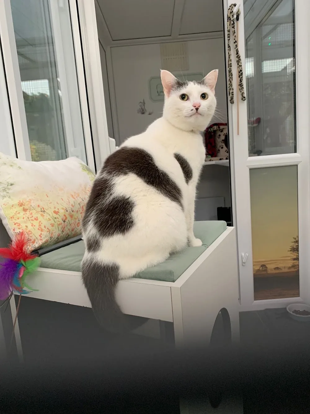 The Haven Luxury Cat Hotel - Leicestershire pet otel görseli 2