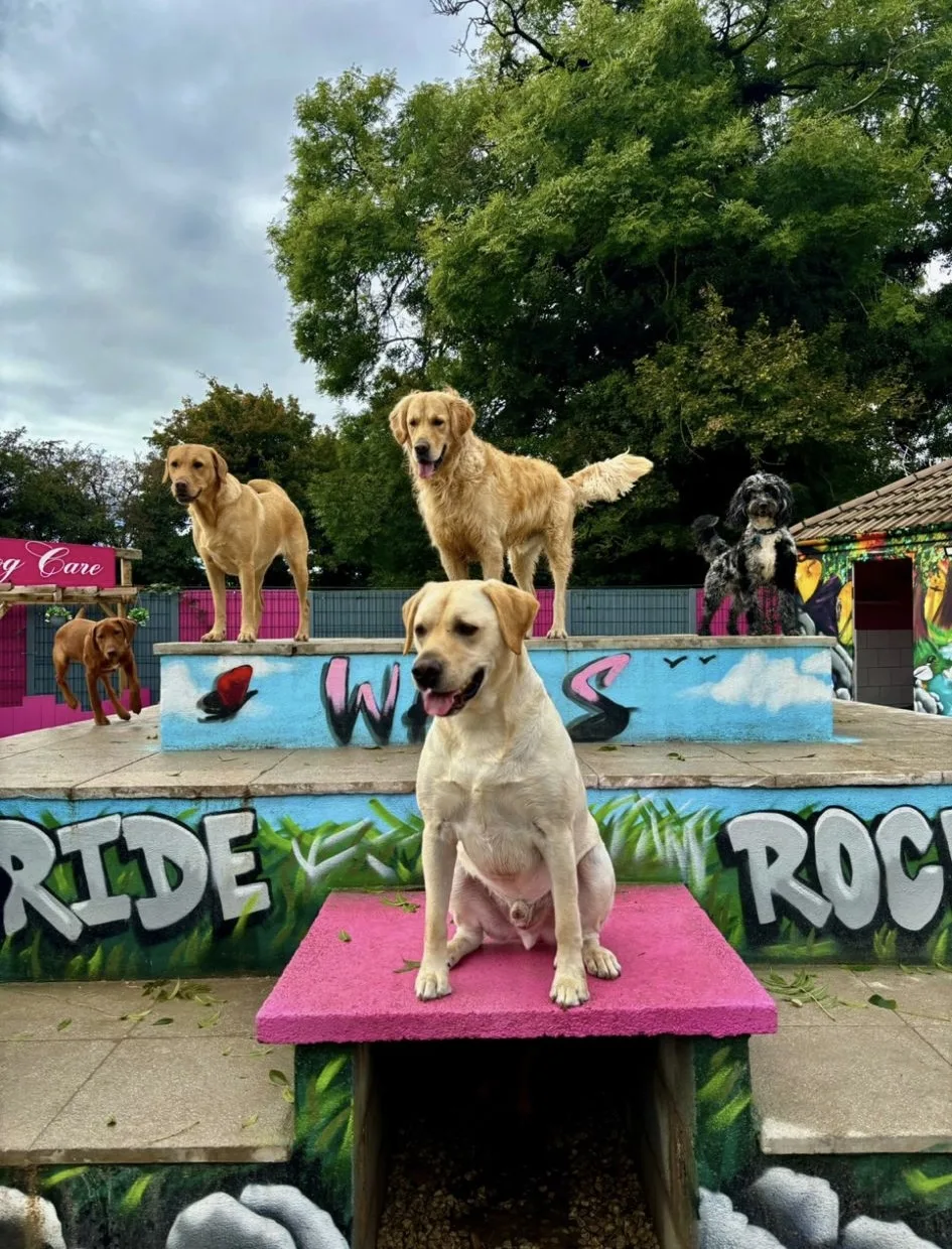 Wags Dog Care - Leicestershire pet otel