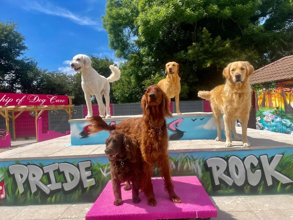 Wags Dog Care - Leicestershire pet otel görseli 3