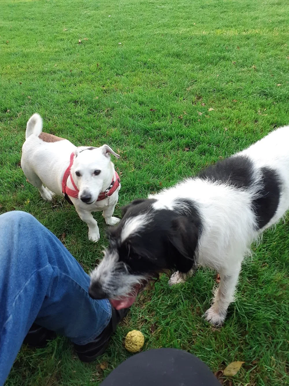 White Lodge Boarding Kennels and Cattery - Leicestershire pet otel görseli 3