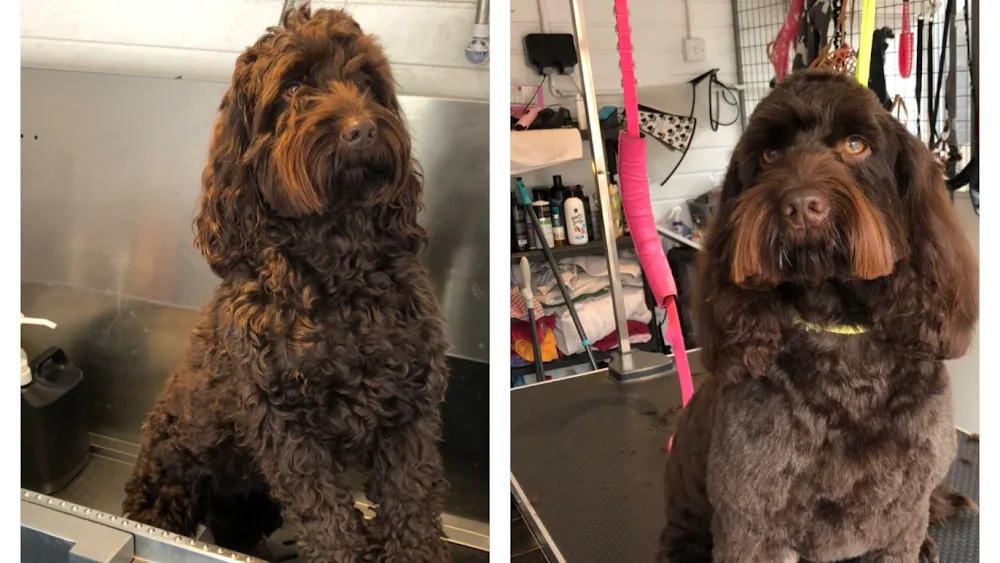 Woodys Wags dog grooming/boarding/walking - Leicestershire pet otel görseli 2