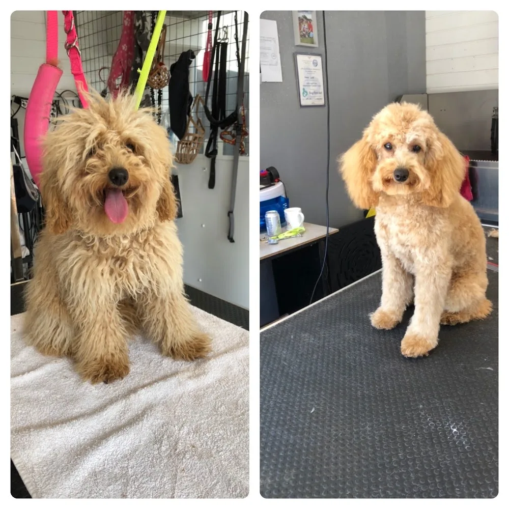Woodys Wags dog grooming/boarding/walking - Leicestershire pet otel görseli 3