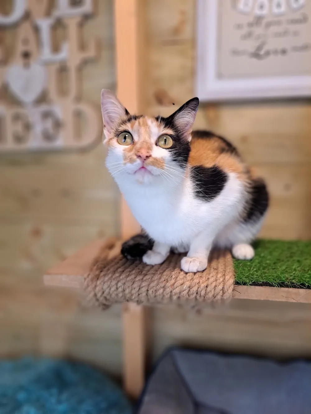 Cat Nap Cattery - Leinster pet otel