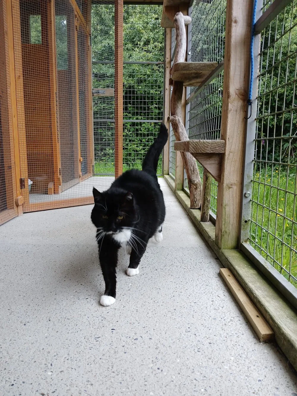 Emerald Cat Hotel - Leinster pet otel görseli 6