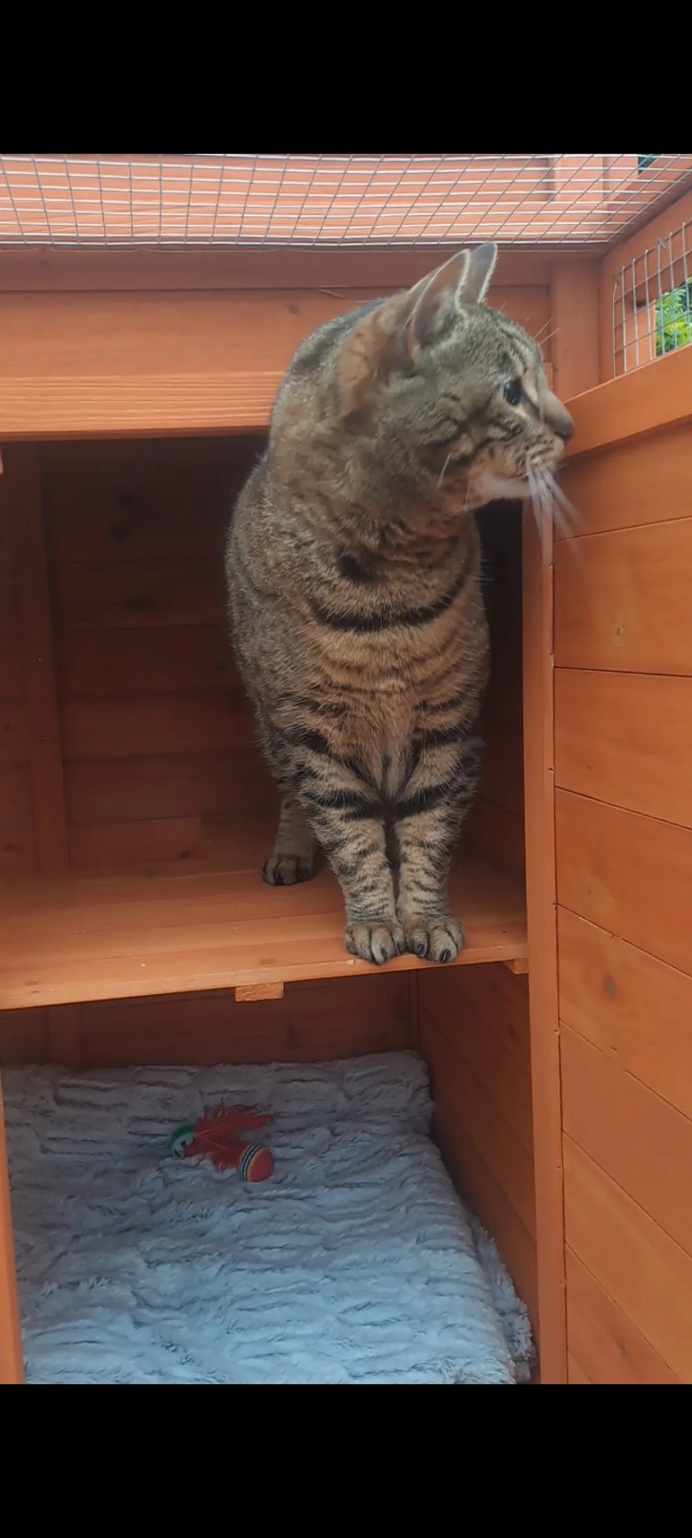 KatZone Cattery Wicklow- Where Cats Play - Leinster pet otel görseli 2
