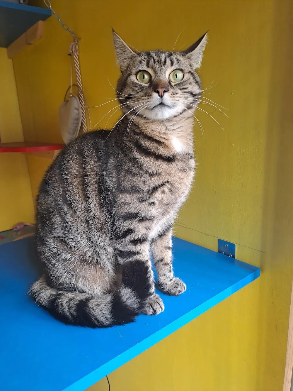 KatZone Cattery Wicklow- Where Cats Play - Leinster pet otel görseli 3