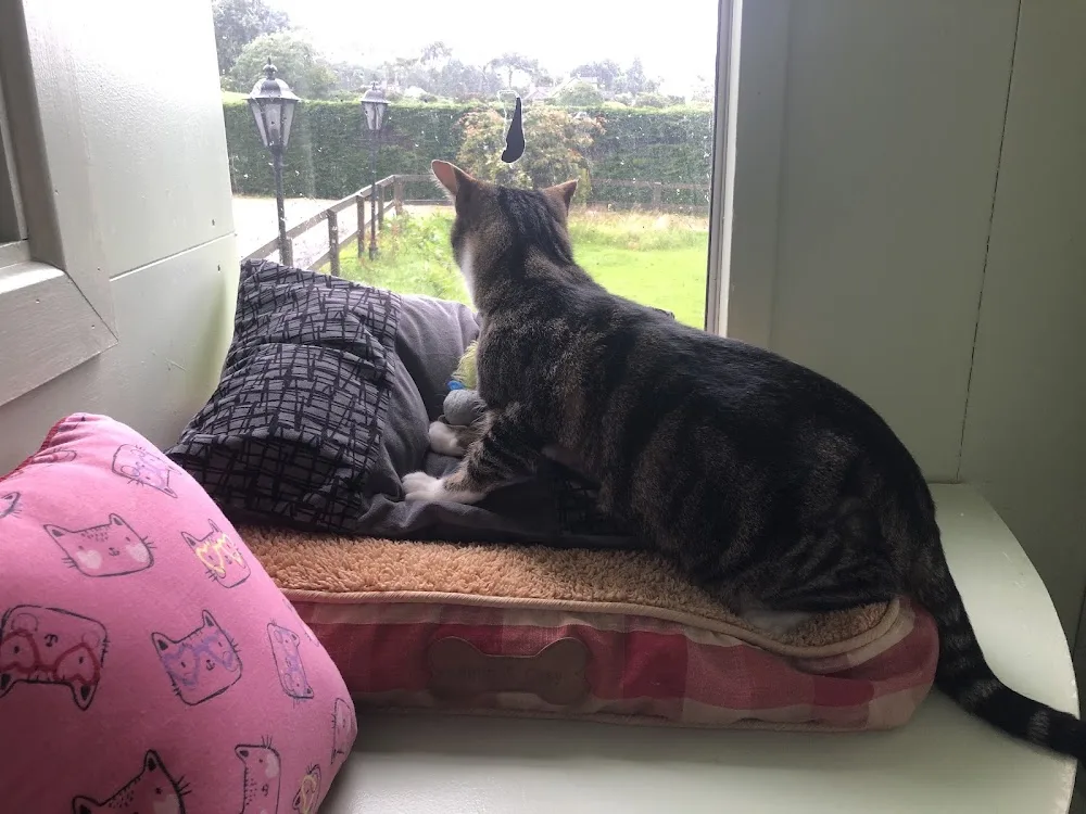 Stepaside Cattery - Leinster pet otel görseli 7