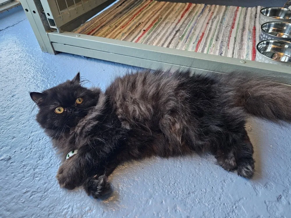 The Catnap Hotel - Leinster pet otel