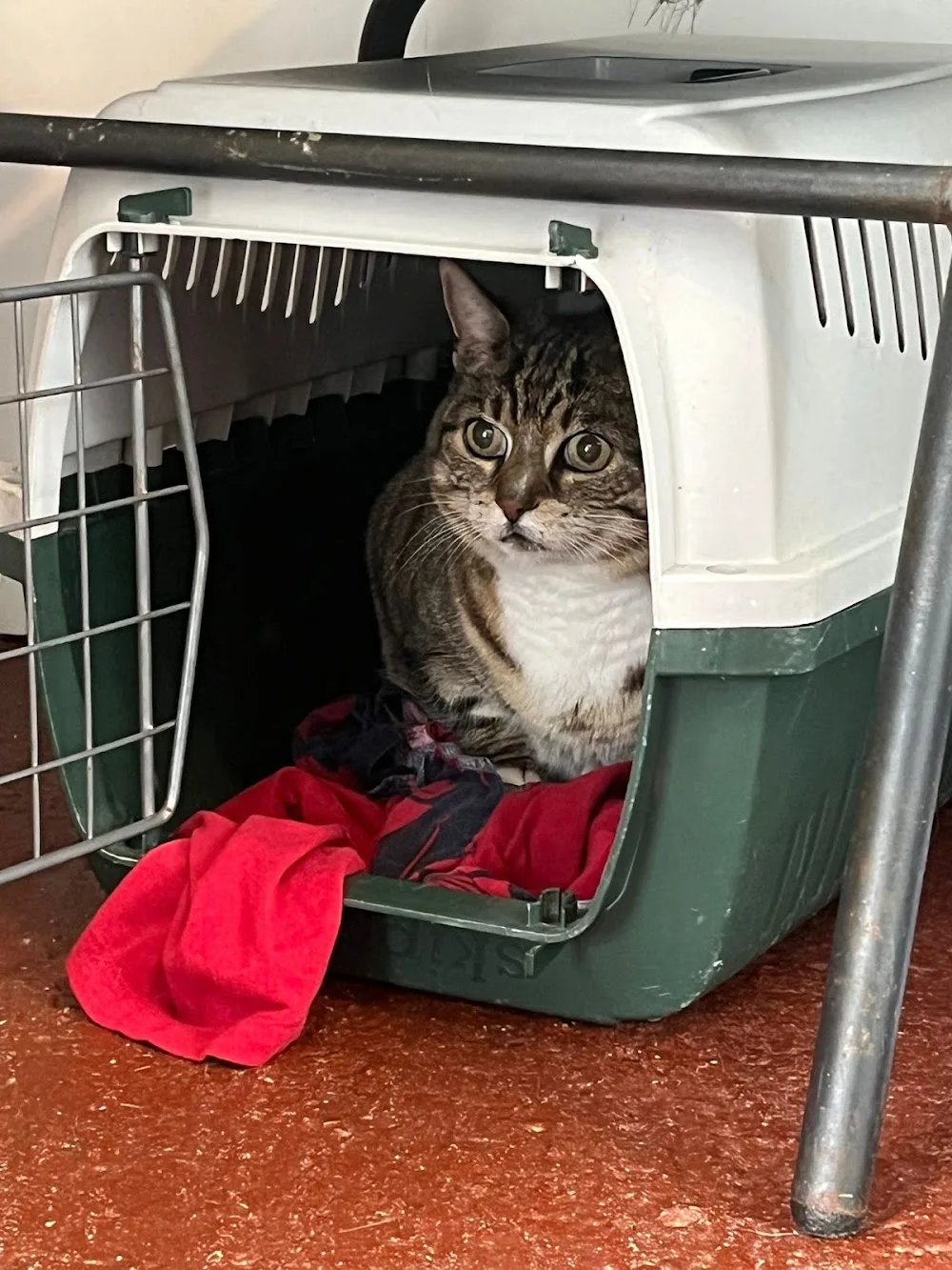 The Cats Pyjamas Cattery - Leinster pet otel görseli 3