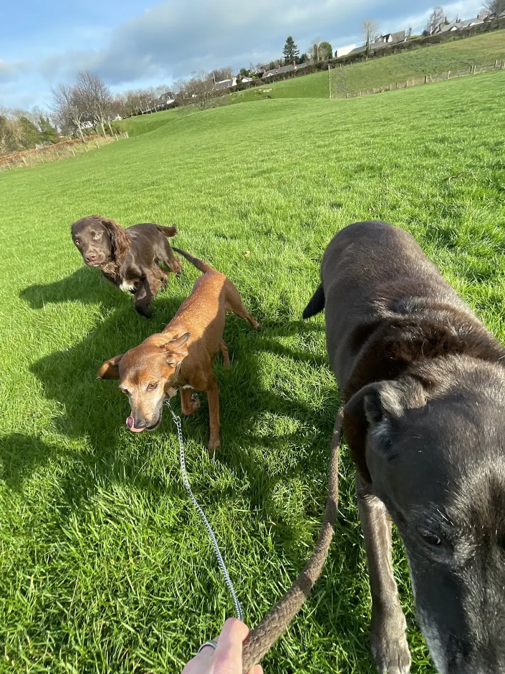 Trudder Dog Boarding/Kennels - Leinster pet otel görseli 7