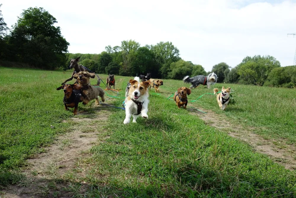 Mein Tierfreund - Hundebetreuung, Dogwalker, Hundesitter und Gassi Service Leipzig - Leipzig pet otel