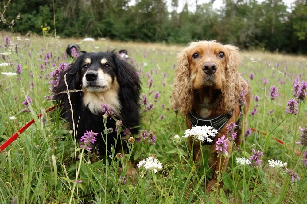 Mein Tierfreund - Hundebetreuung, Dogwalker, Hundesitter und Gassi Service Leipzig - Leipzig pet otel görseli 3