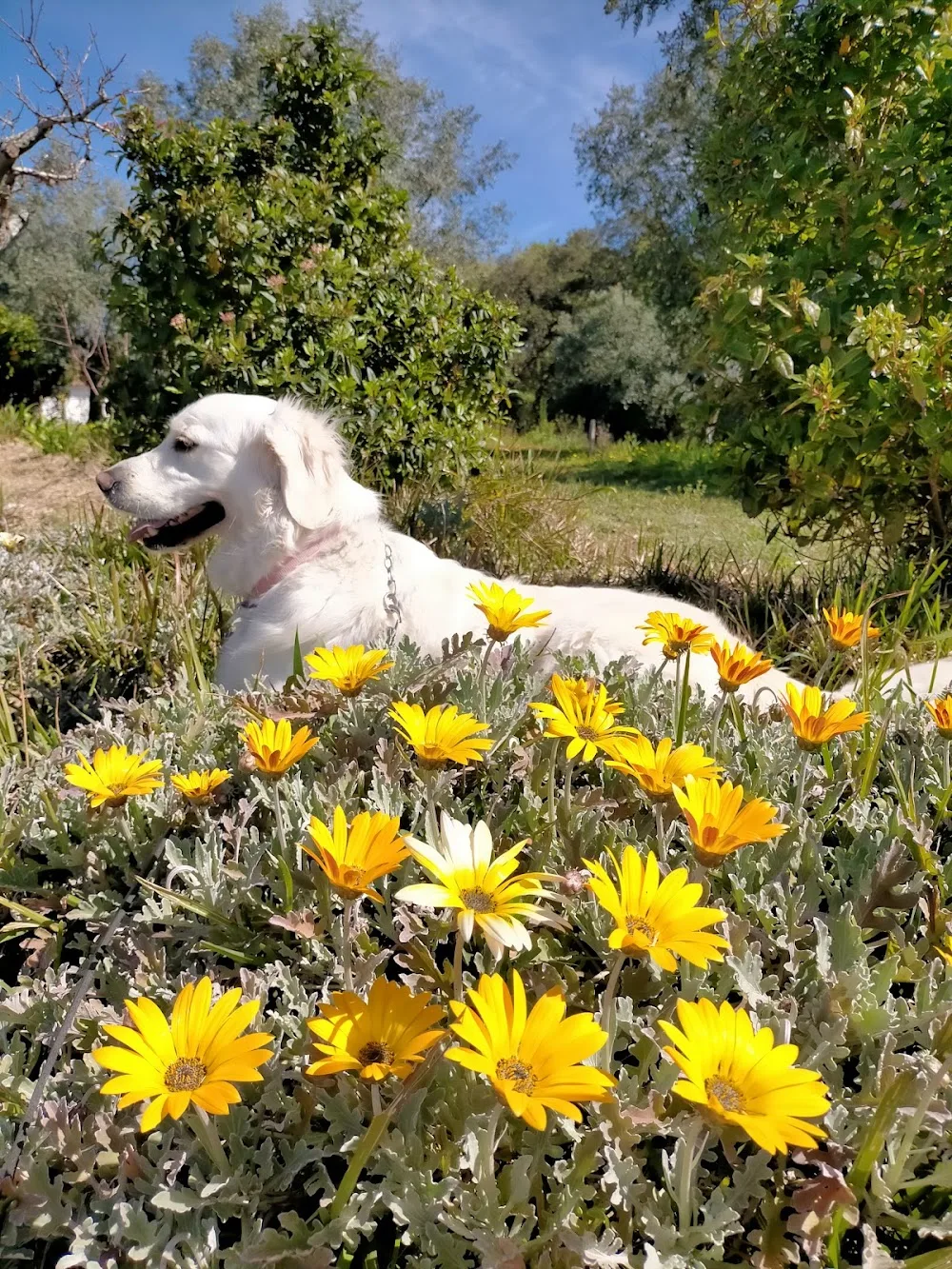 Hotel canino Canil Alto de São Miguel - Leiria pet otel