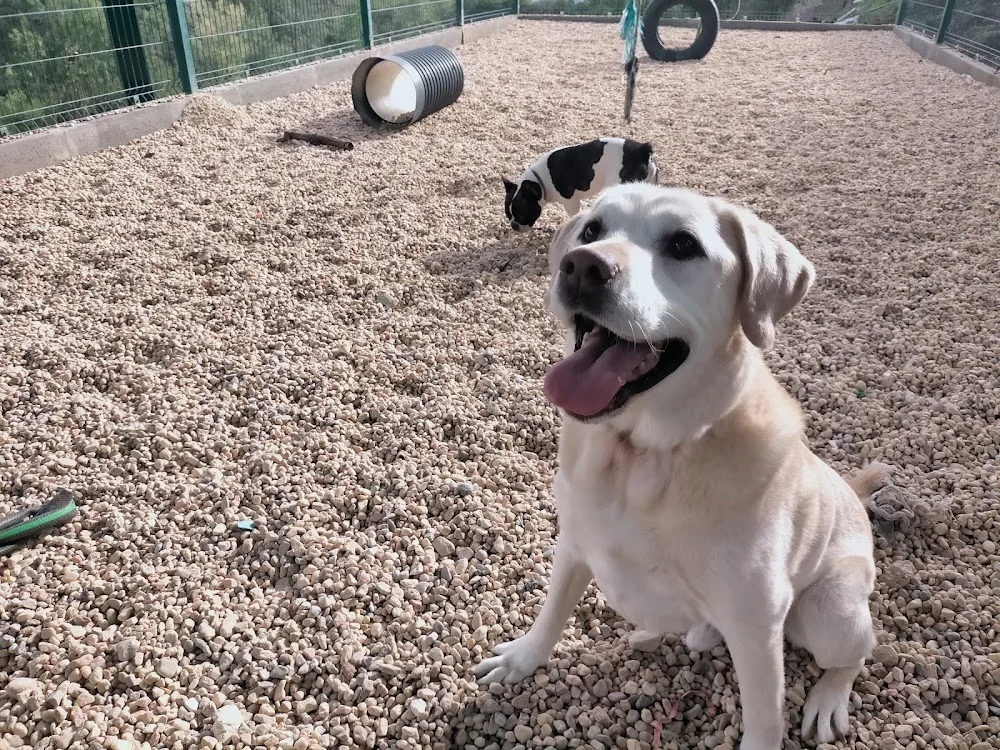 Hotel canino Canil Alto de São Miguel - Leiria pet otel görseli 3