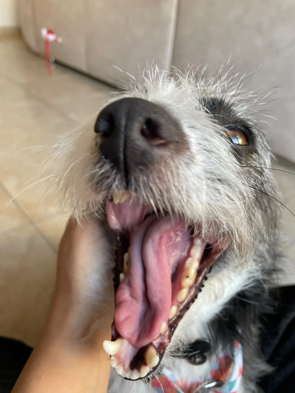 Nai Petsitter Leiria - Leiria pet otel görseli 3