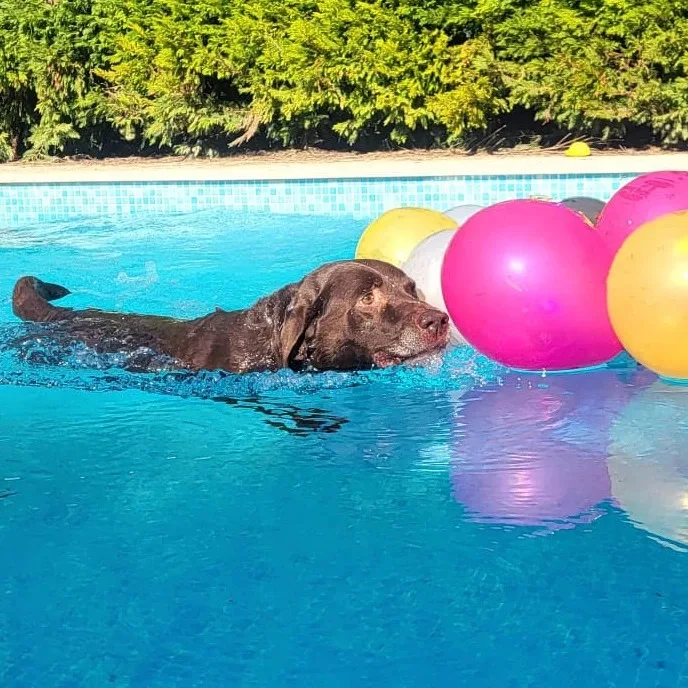 Pet Nanny Paradise Eco Resort - Leiria pet otel