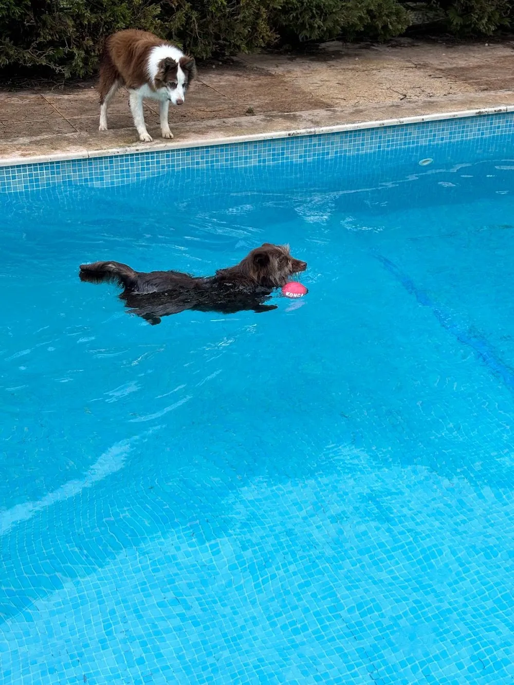Pet Nanny Paradise Eco Resort - Leiria pet otel görseli 4