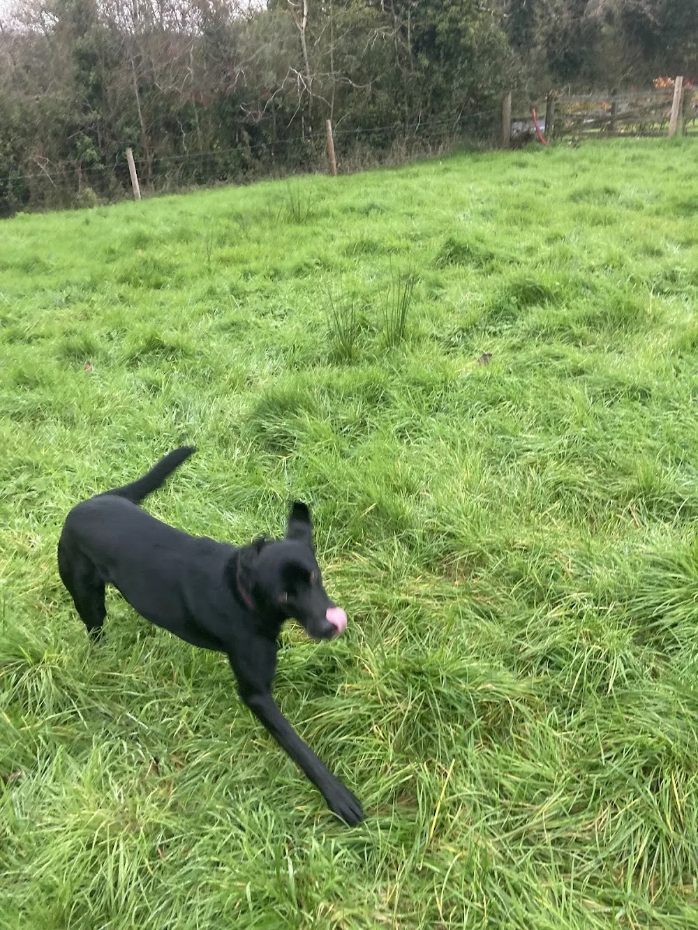 Carrick Kennels - Leitrim pet otel