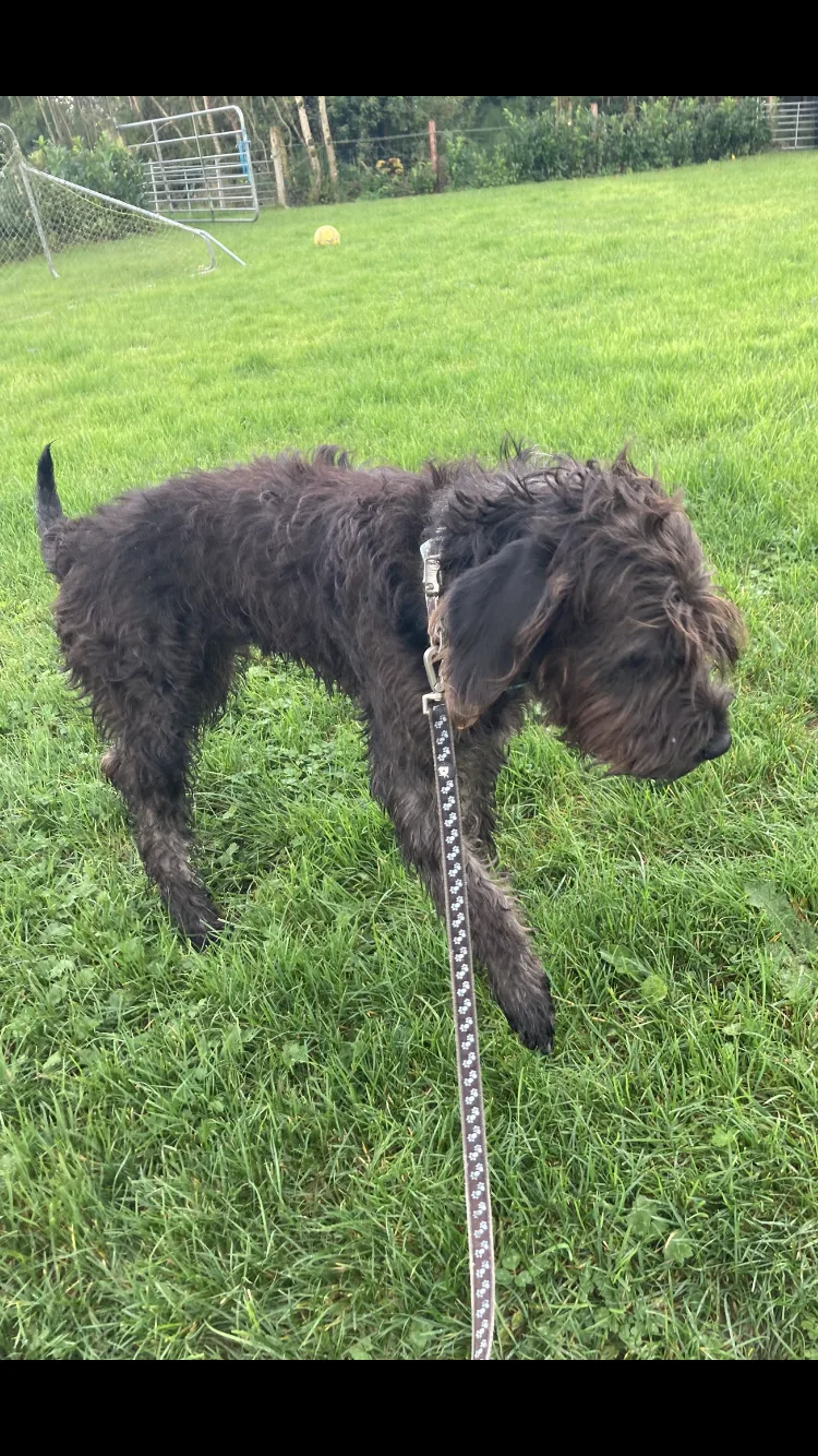 Carrick Kennels - Leitrim pet otel görseli 3