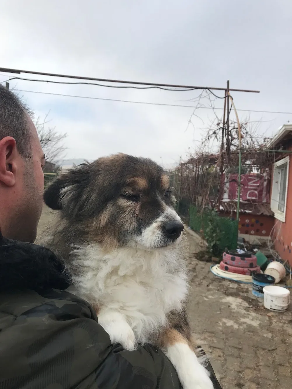 Lena Pet Otel ve Köpek Eğitim Merkezi - Ankara pet otel görseli 7