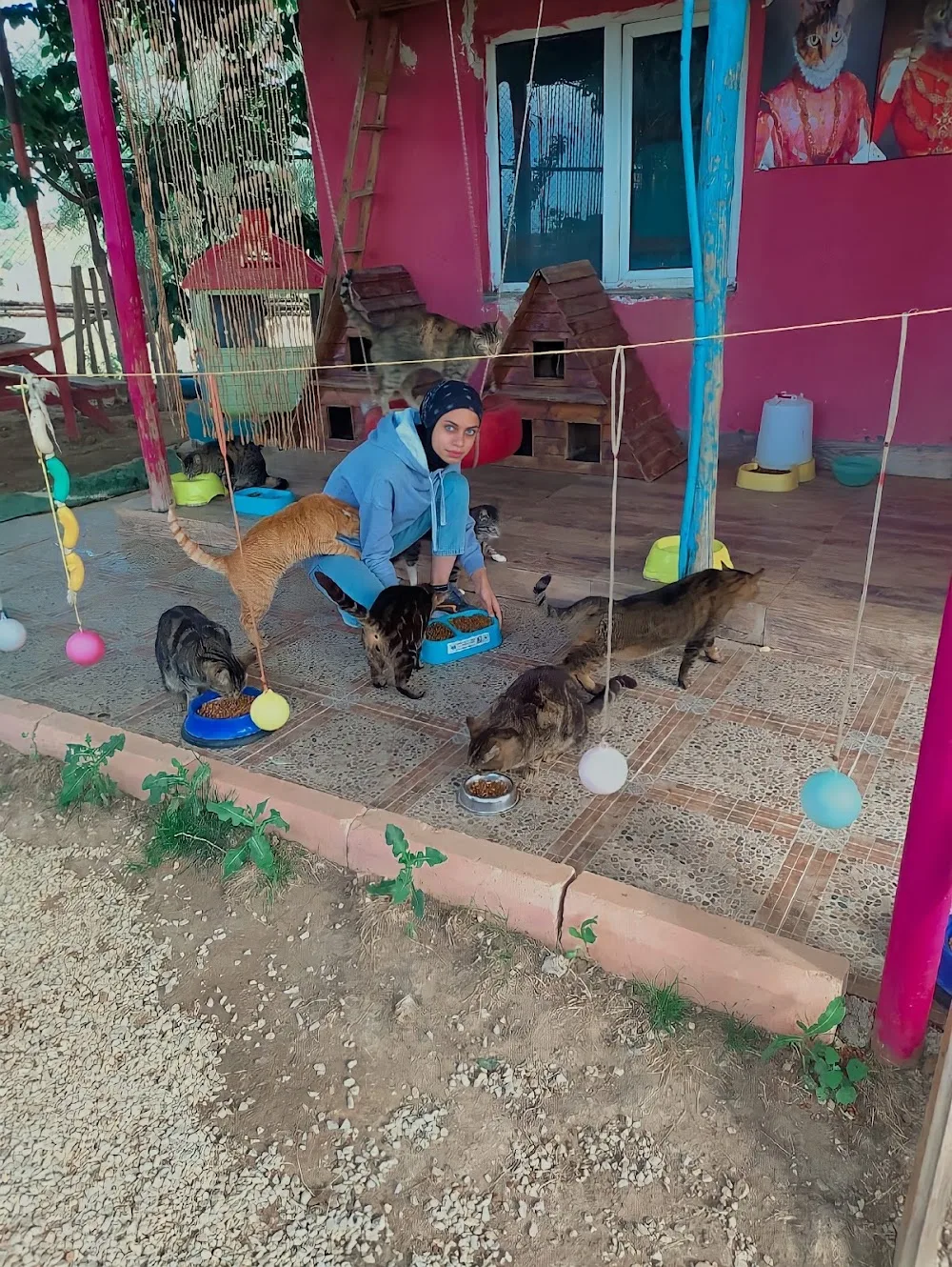 Lena Pet Otel ve Köpek Eğitim Merkezi - Ankara pet otel görseli 10