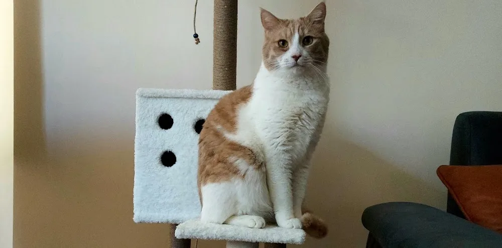 Leo Kedi Oteli - Ankara pet otel görseli 2