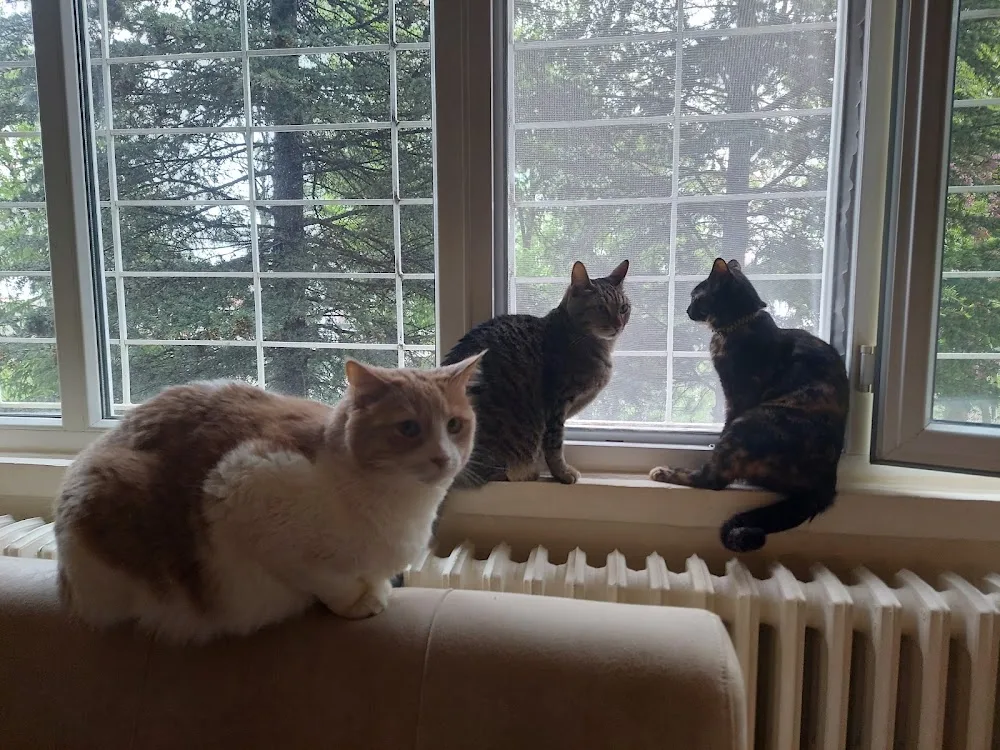 Leo Kedi Oteli - Ankara pet otel görseli 3