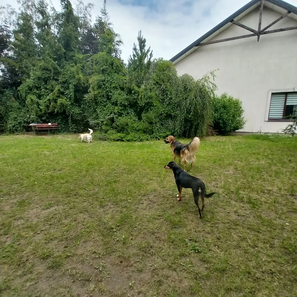 Hostel dla zwierząt - Leoncin pet otel görseli 3