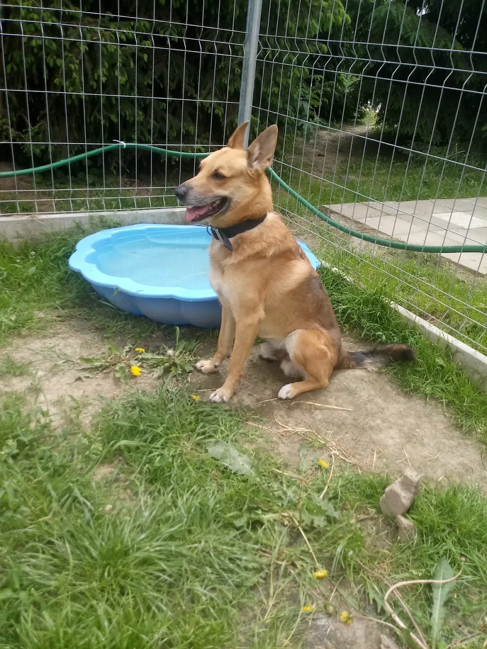 Hotelik dla zwierząt Amigo - Leoncin pet otel