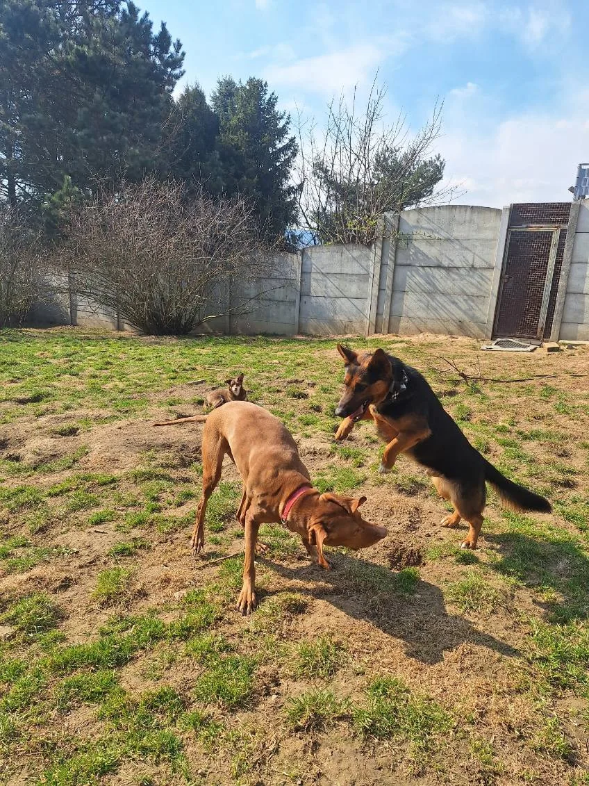 Psi Pensjonat "Moje Marzenie" - Lesser Poland pet otel görseli 3
