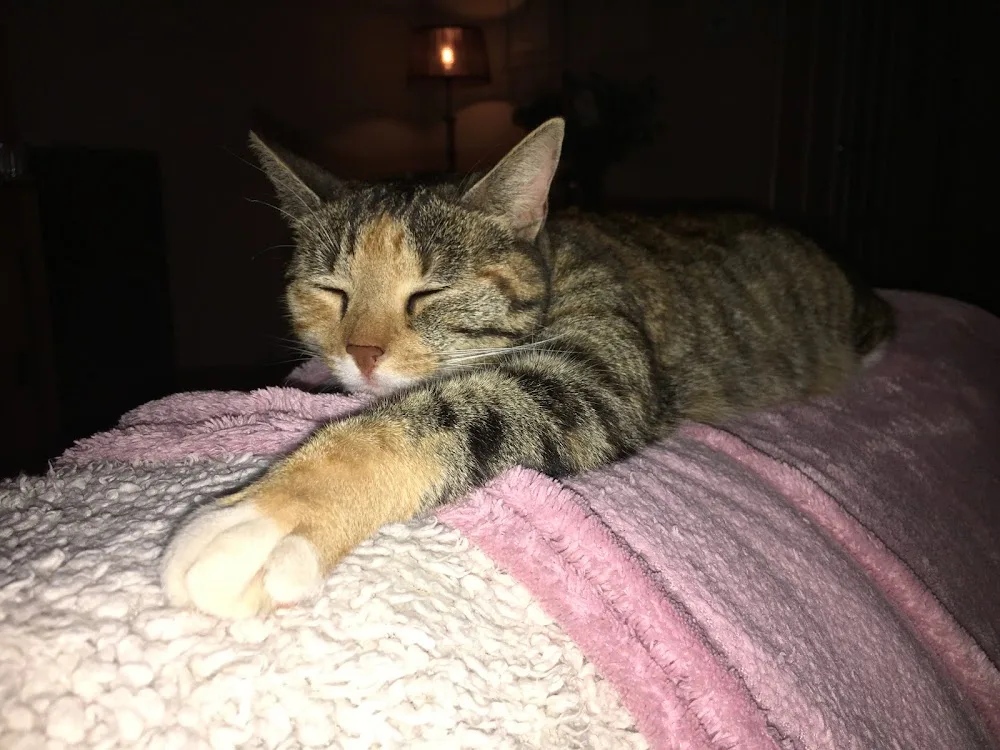 Kattenpension "Dierenplezier" - Leusden pet otel