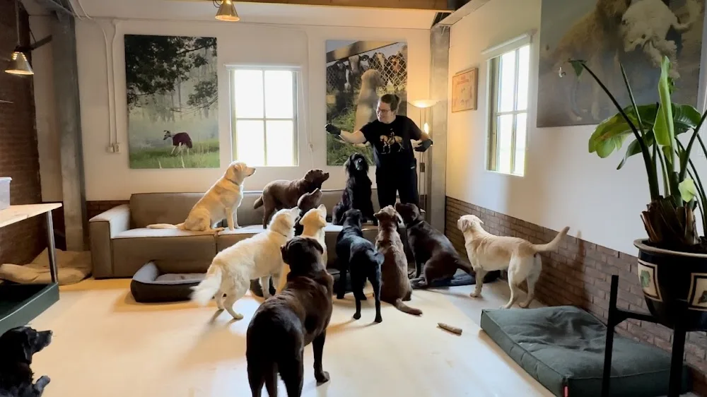 Kiki’s Hondenhotel voor honden vanaf 6 jaar in Leusden - Leusden pet otel