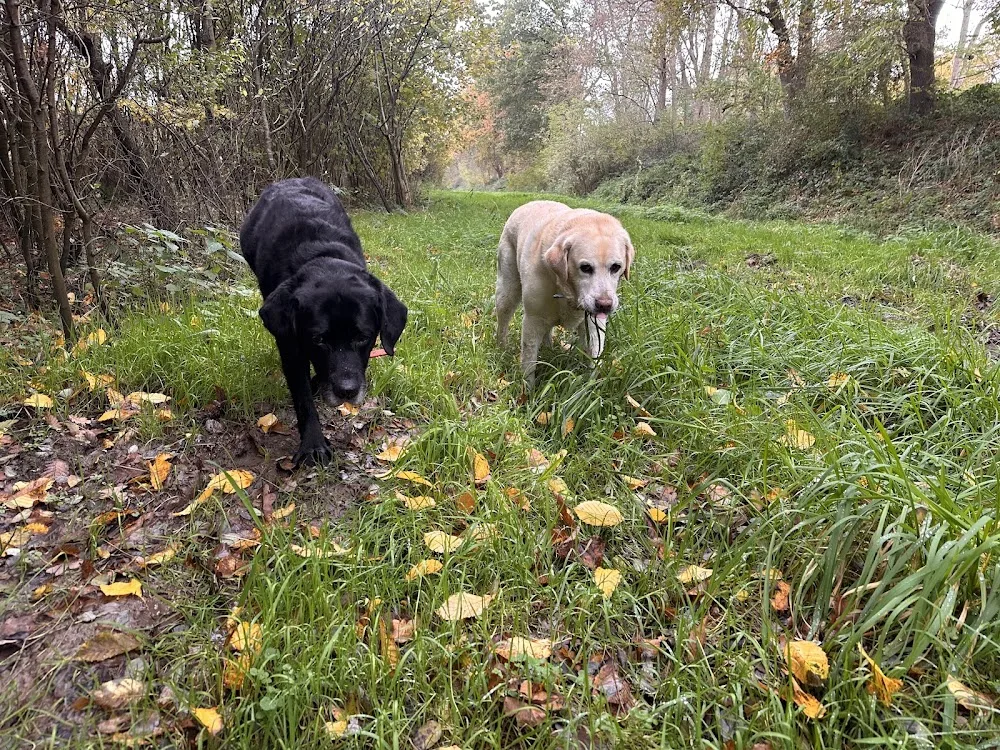 Kiki’s Hondenhotel voor honden vanaf 6 jaar in Leusden - Leusden pet otel görseli 3