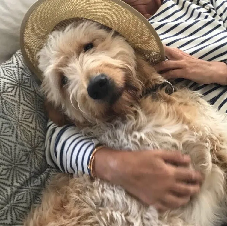 Kiki’s Hondenhotel voor honden vanaf 6 jaar in Leusden - Leusden pet otel görseli 4