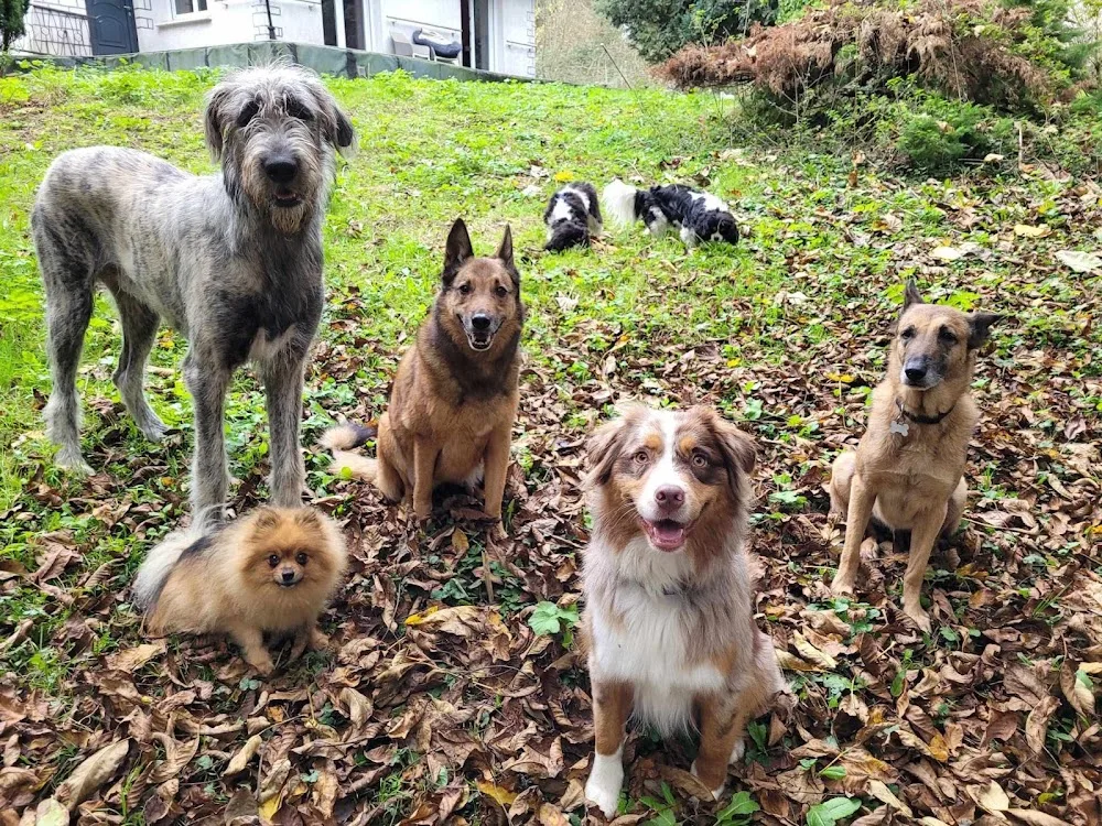 Cani'day - Educateur Comportementaliste Canin et Pension Canine familiale - Levallois-Perret pet otel görseli 3