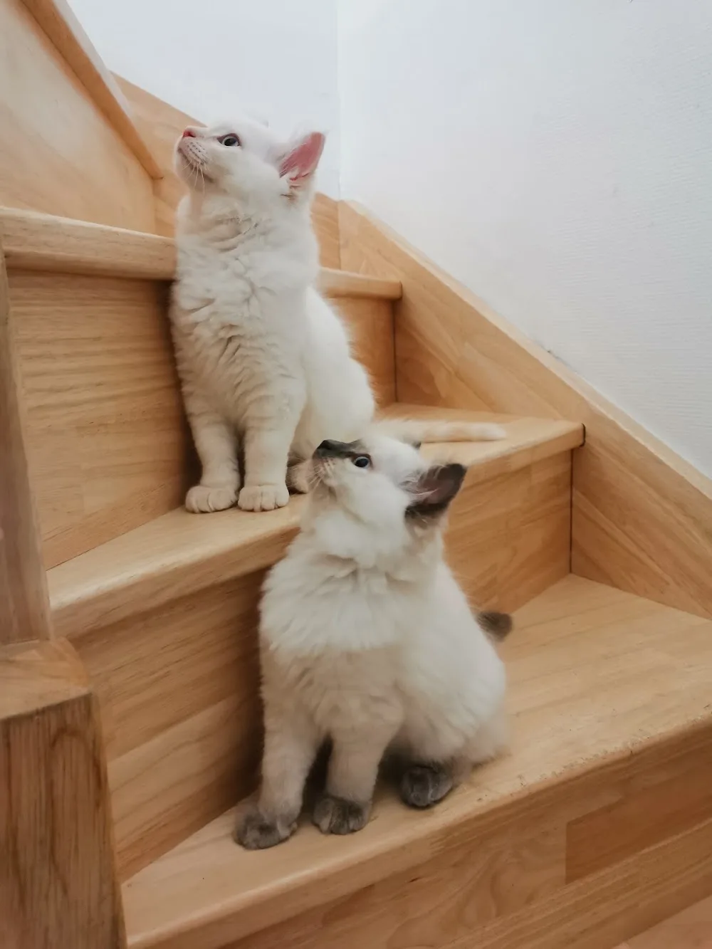 Chatterie Of The Imperial Rags - Ragdolls Paris - Levallois-Perret pet otel