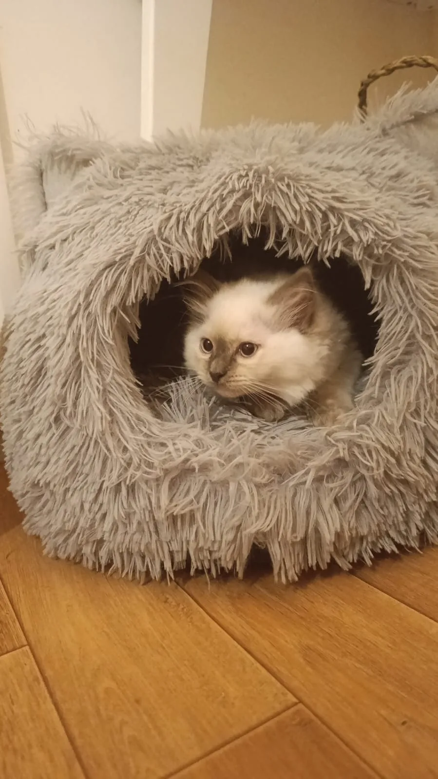 Chatterie Of The Imperial Rags - Ragdolls Paris - Levallois-Perret pet otel görseli 3