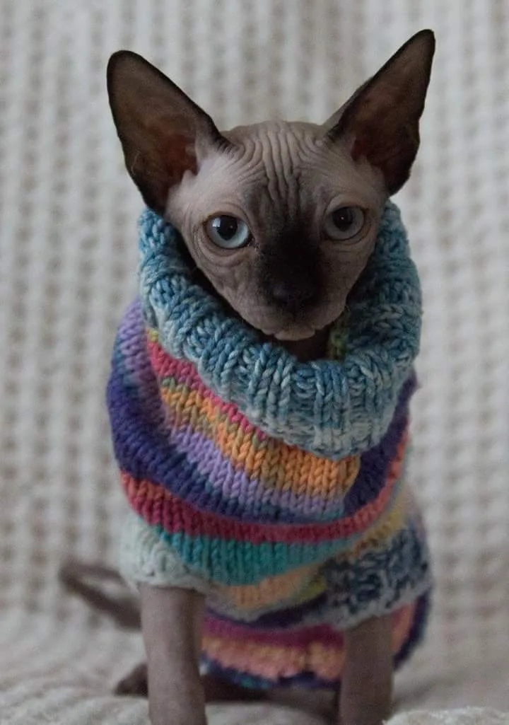 Canadian Sphynx Cattery MARCO CZ - Liberecký kraj pet otel görseli 3